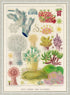 ornate white wood frame Great Barrier Reef vintage print wall art
